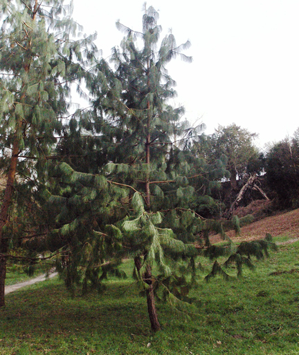Pinus patula, form.